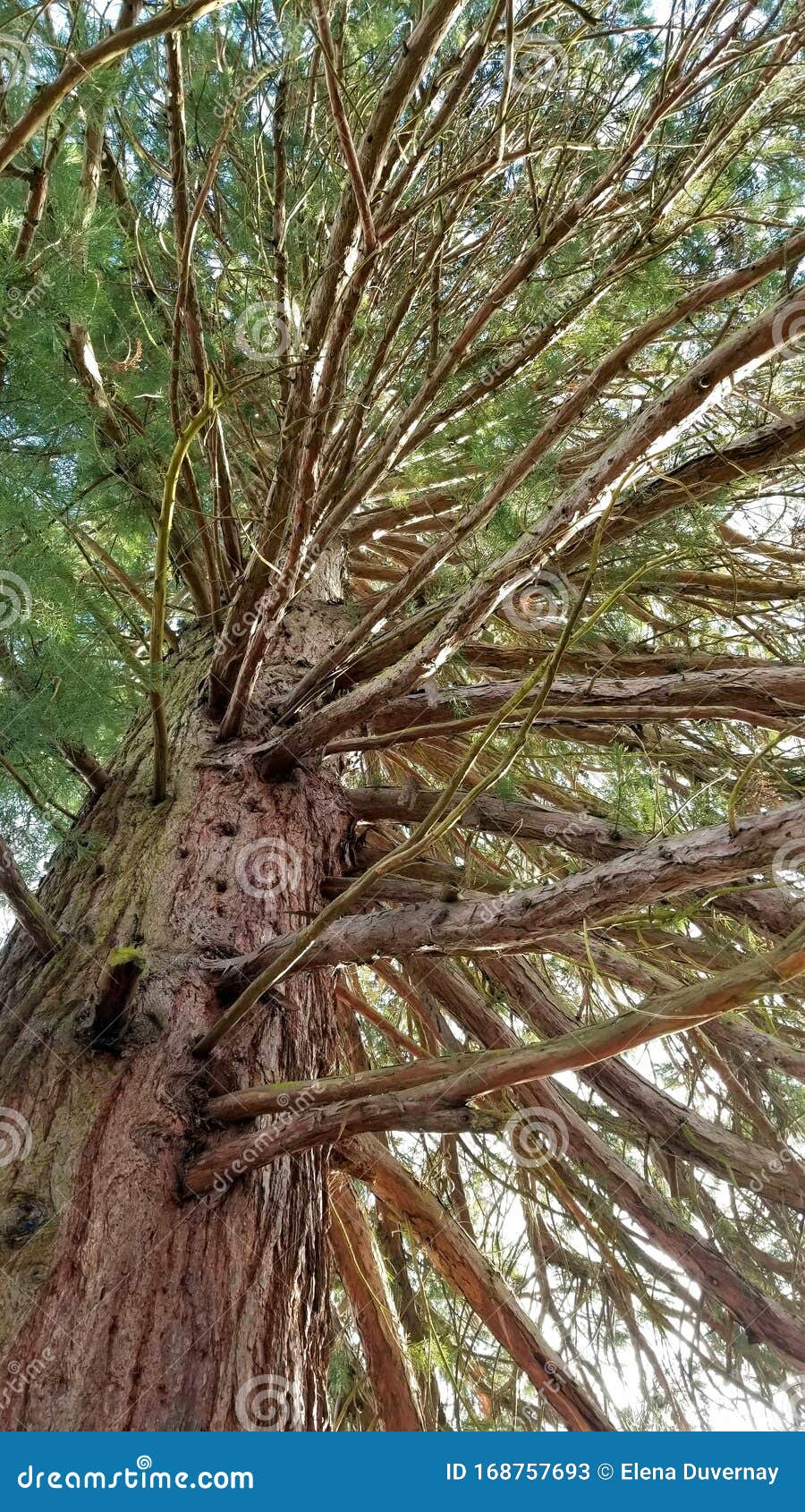 close up on giant sequoia, sequoiadendron giganteum