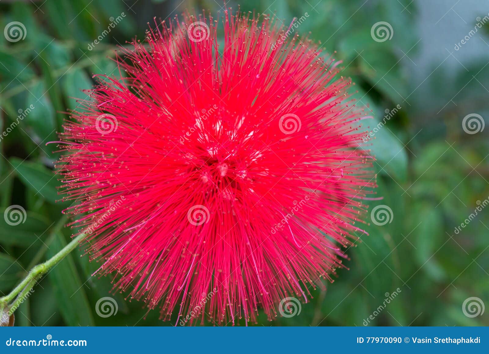 close up of giant tree , raintree , samanea saman (leguminosae)