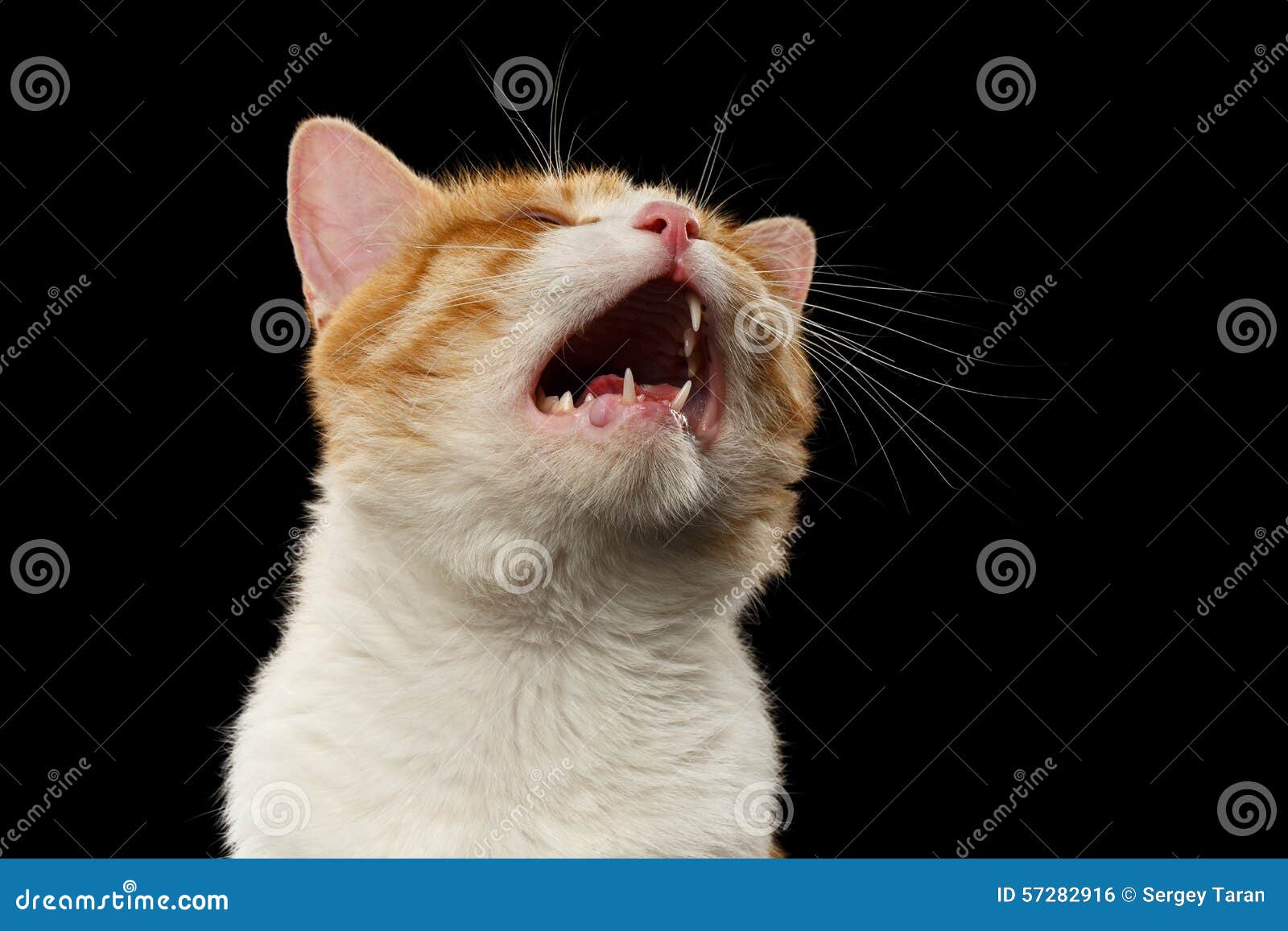 Corte O Jogo Do Gatinho Do Bebê Foto de Stock - Imagem de miado, gato:  116003432