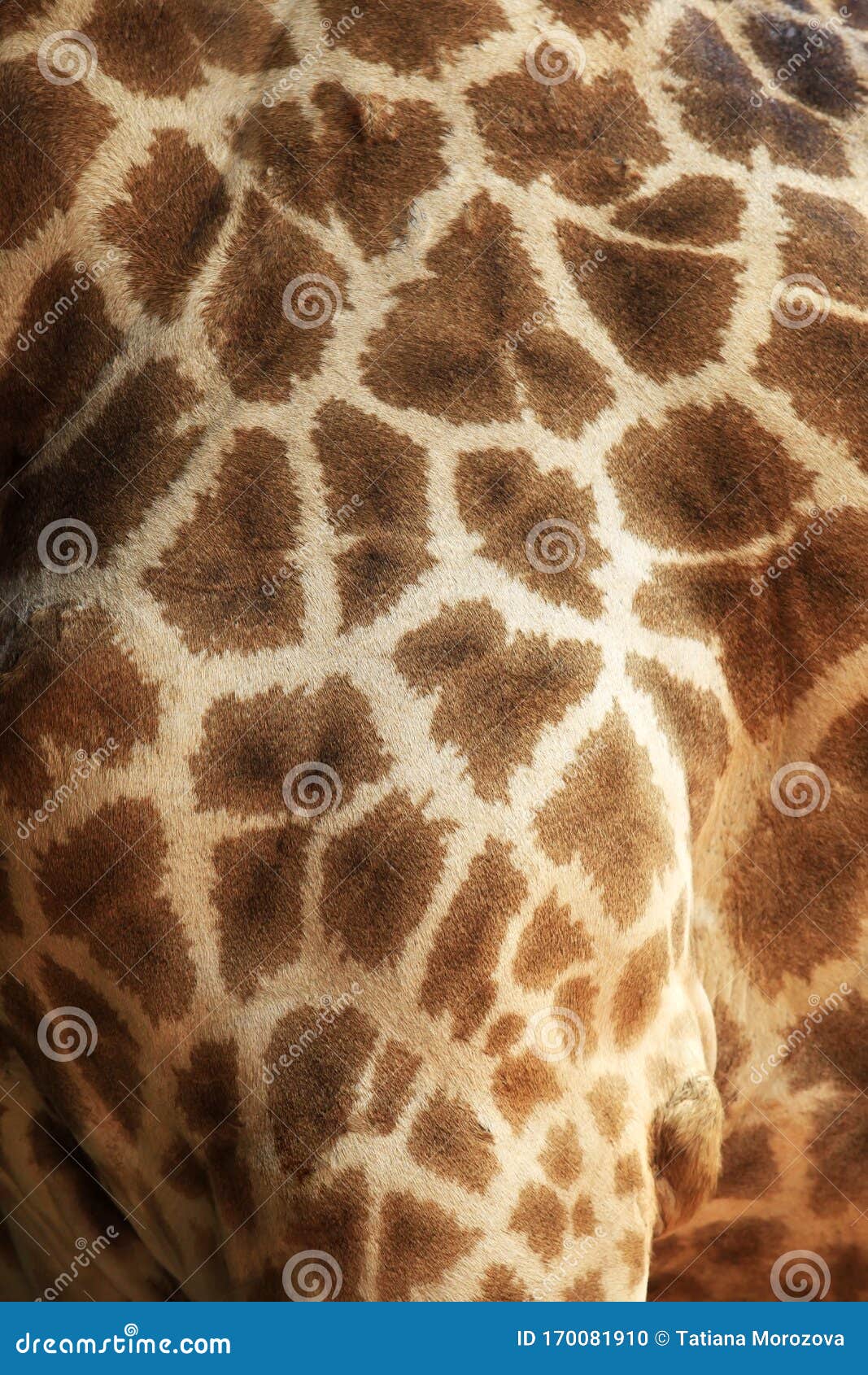Giraffe fur stock photo. Image of safari, markings, nature - 170081910