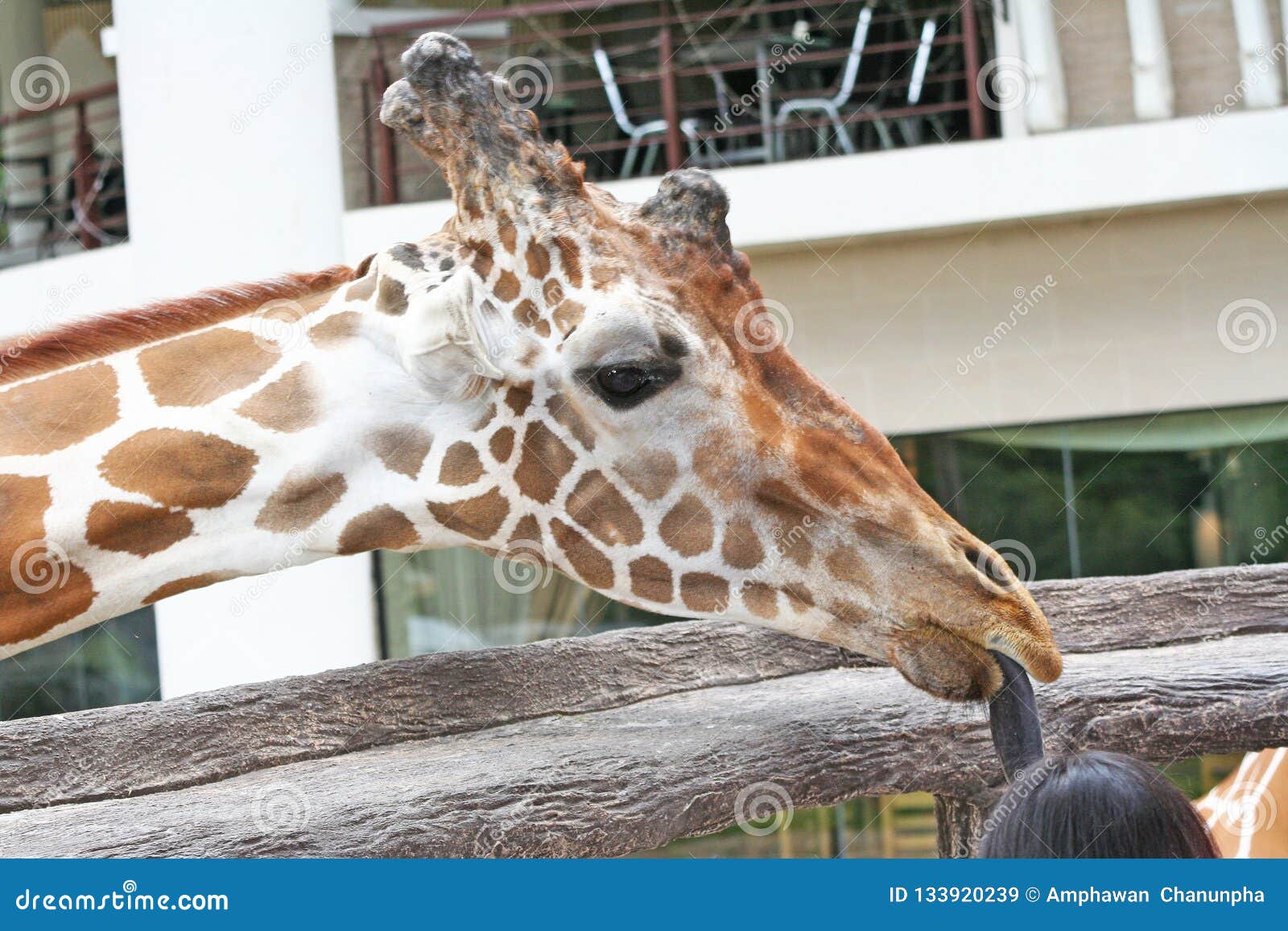 Giraffe Playing with Child Head Stock Image Image of lick, feeding