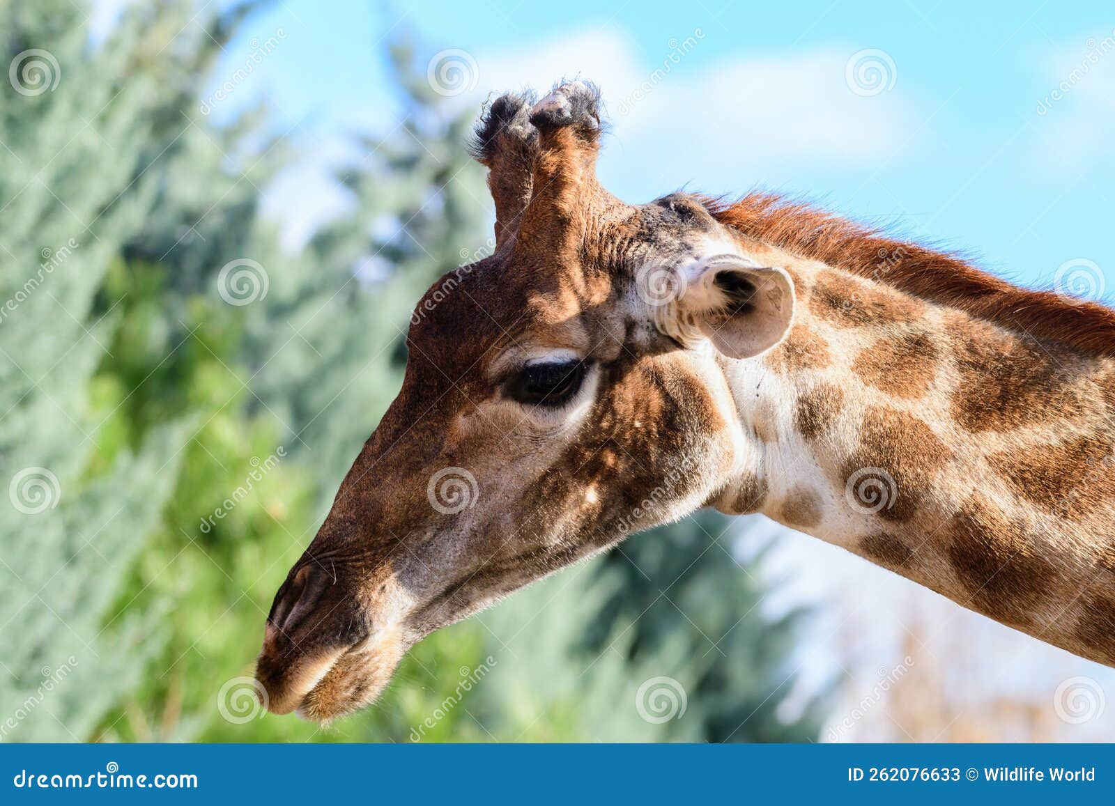 Close-up of a Giraffe in Side View Stock Image - Image of savanna, cute