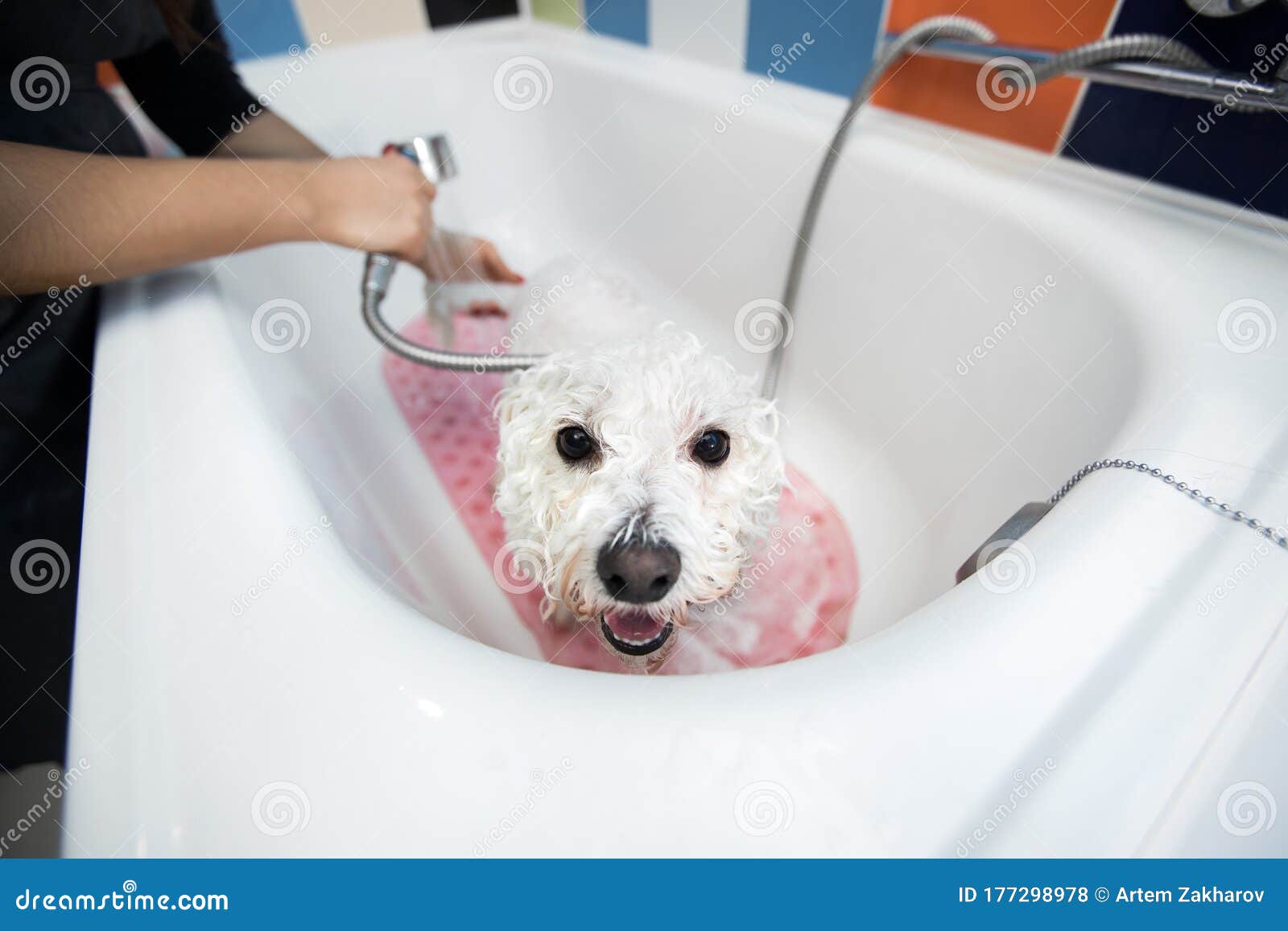 how do you bathe a bichon frise puppy