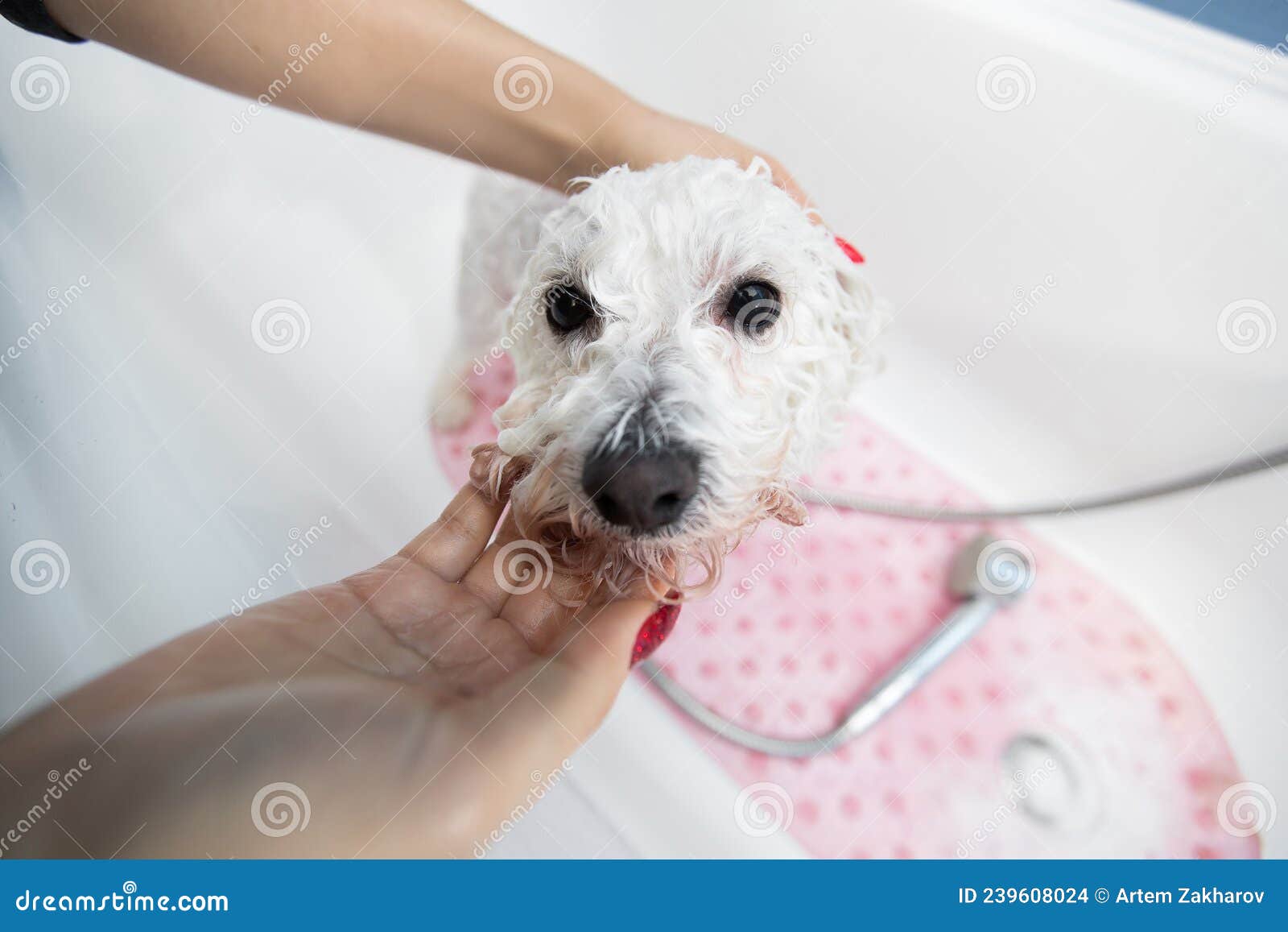 how do you bathe a bichon frise puppy