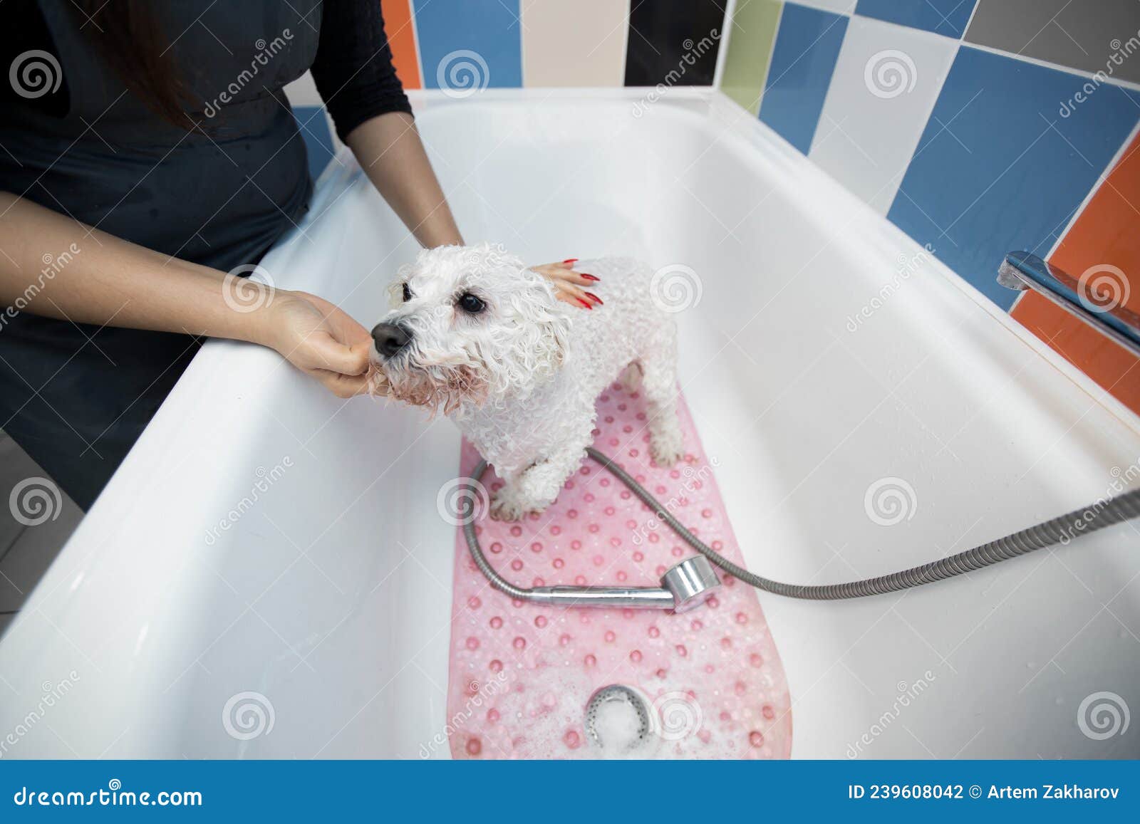 how do you bathe a bichon frise puppy