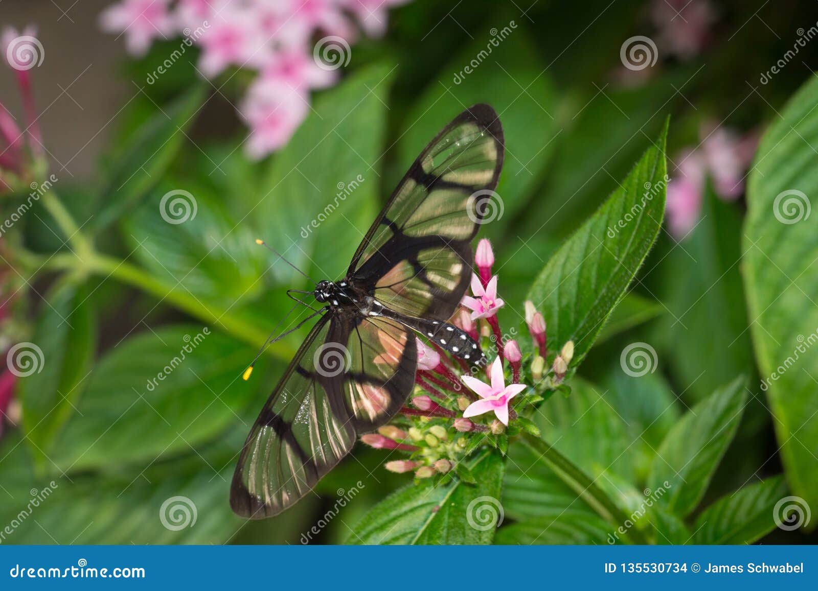 close up of glasswing butterfly, greta oto