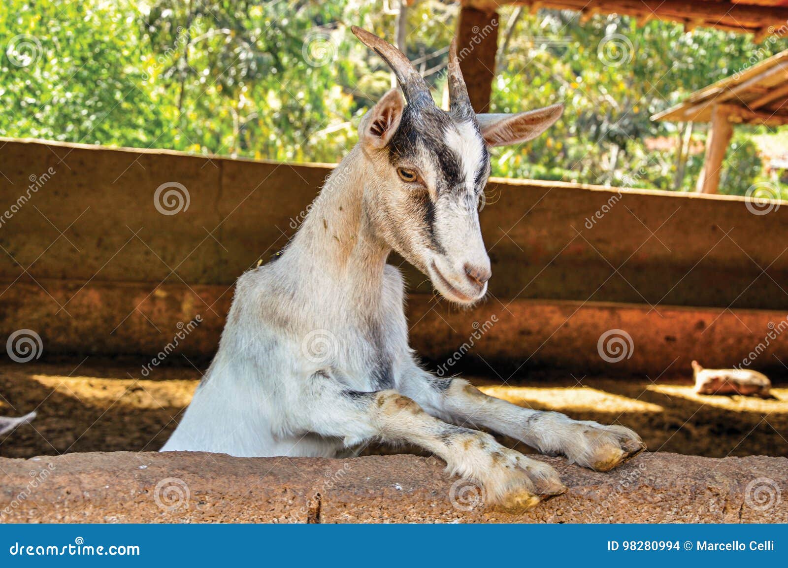 close-up of goat in a farmhouse near the village of joanÃÂ³pois.