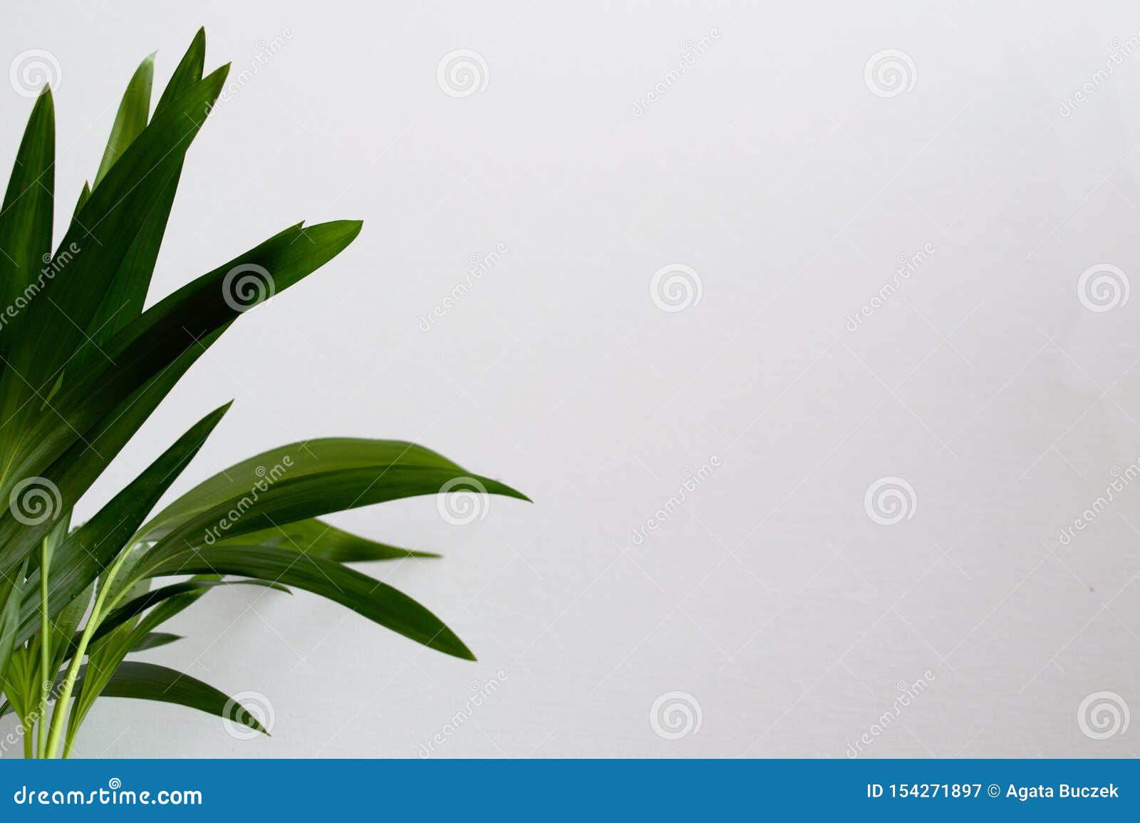 Close Up Of Golden Cane Palm Stock Image Image Of Dypsis Flora