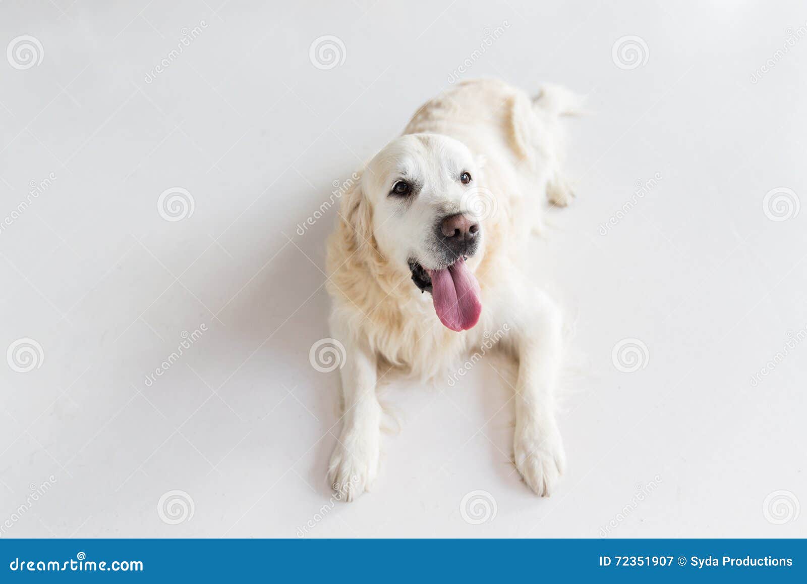 close up of golden retriever dog lying on floor
