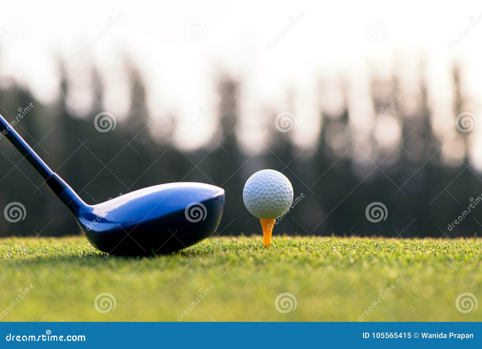 close up golf ball and driver, player doing golf swing tee off on the green sunset evening time,