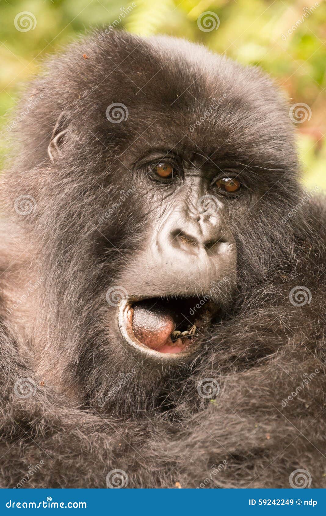 close-up of gorilla yawning with mouth open