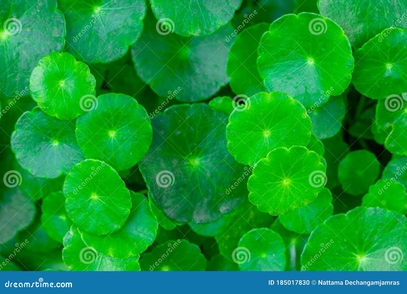 close up on gotu kola leaves,dark green foliage background,wallpaper concept