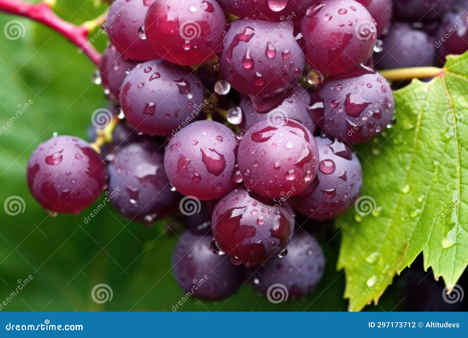 Closeup of Grape Cluster with Dew Drops Stock Photo Image of