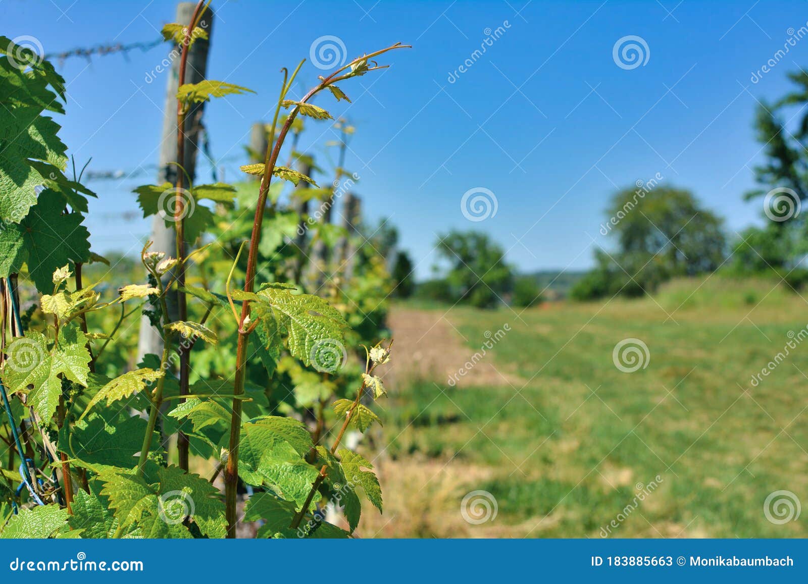 Close Up Of Grape Vine Without Fruits In Spring With Blurry Background