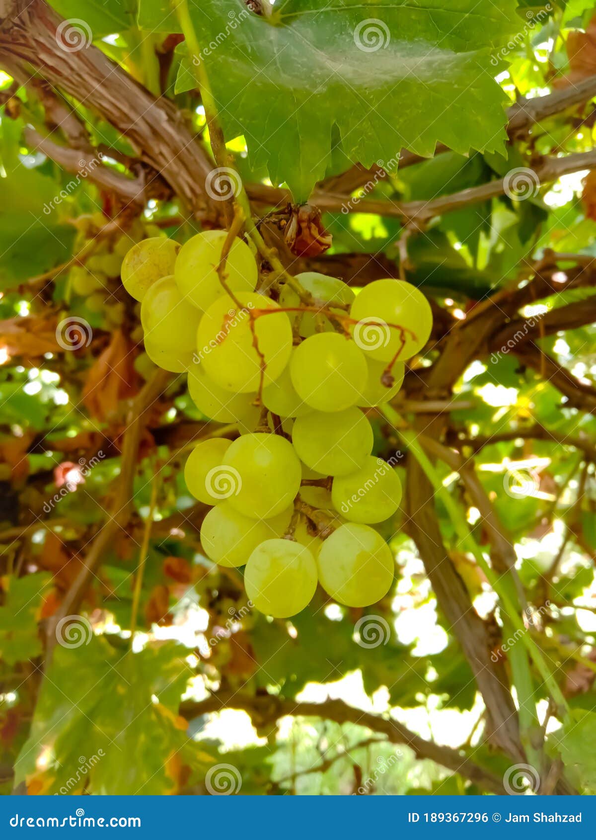 close up of grapes hanging on branch in grapes garden.sweet and tasty white grape bunch on the vine.green grapes on vine, shallow