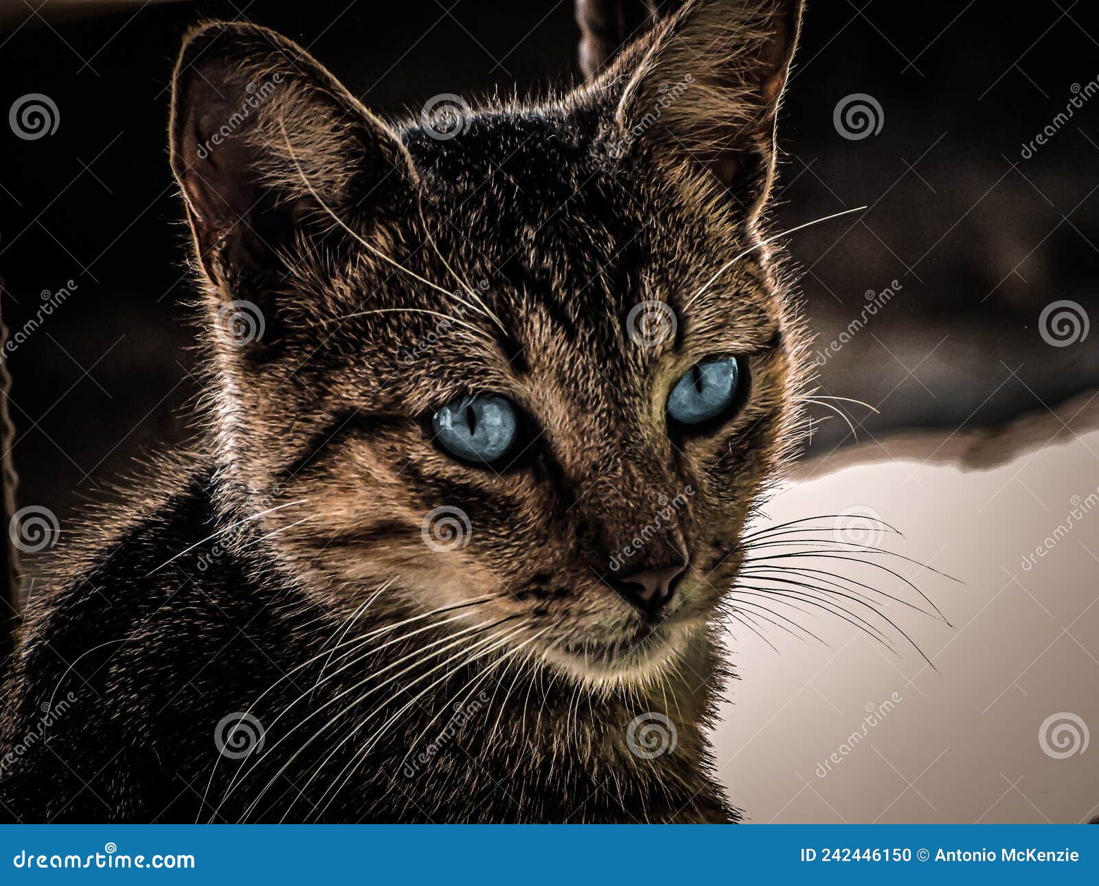 Close Up of an Gray Cat with Blue Eyes Stock Photo Image of nose