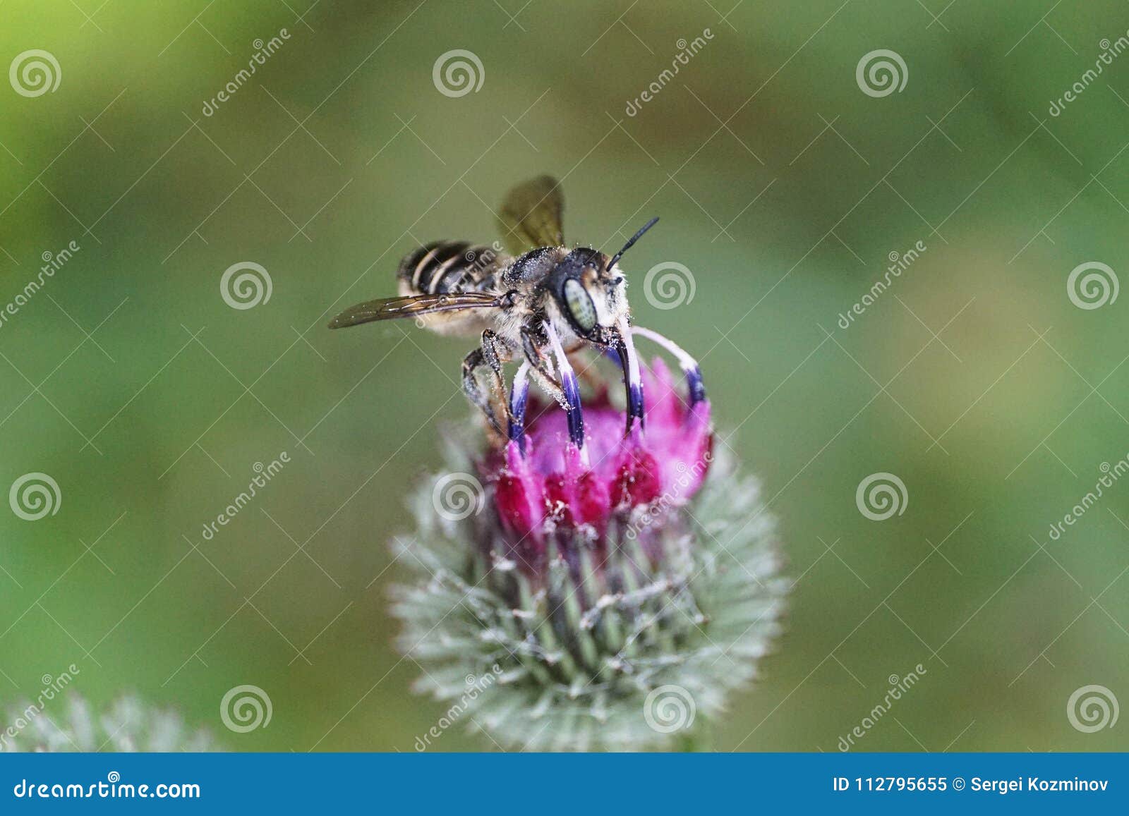 close-up gray fluffy caucasian bee leaf megachile rotundata on p