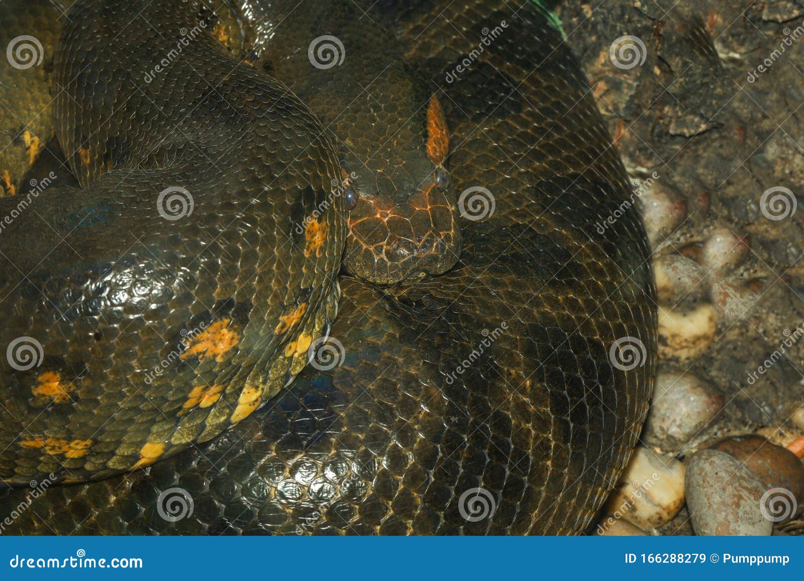 Close Up Green Anaconda Snake Is Biggest Snake In The World Stock
