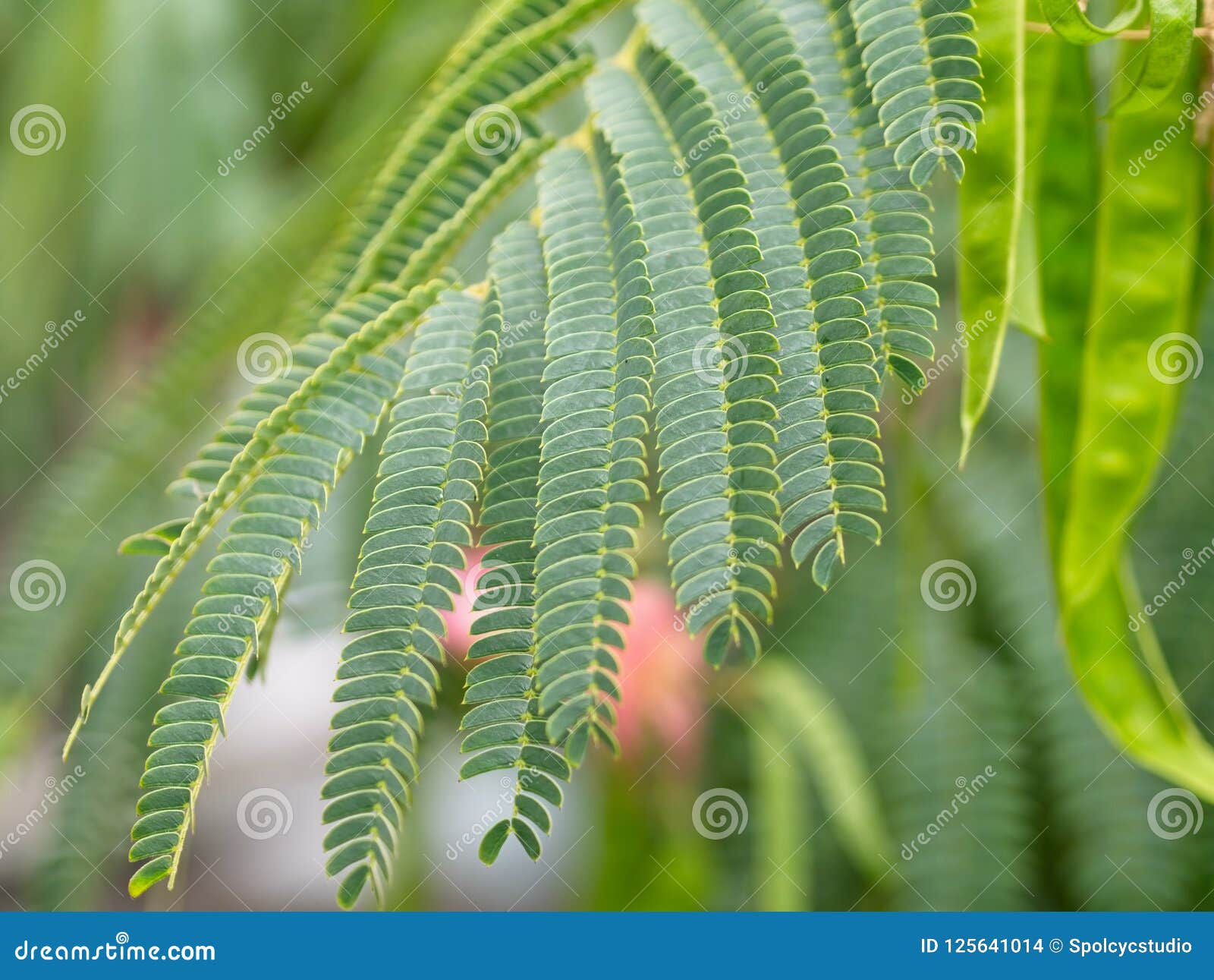 Close Up Of Green Bipinnate Leaves Of Persian Silk Tree Or Pink Siris Stock Photo Image Of Albizia Beauty Close Up Of Green Bipinnate Leaves Of Persian Silk Tree Or Pink Siris Stock Photo Image Of Albizia Beauty