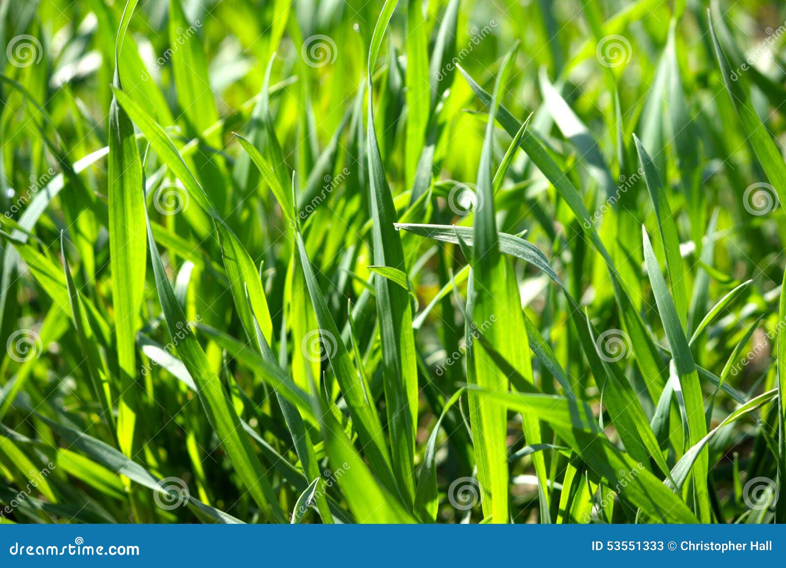 Close Up of Green Blades of Grass Stock Image Image of abstract