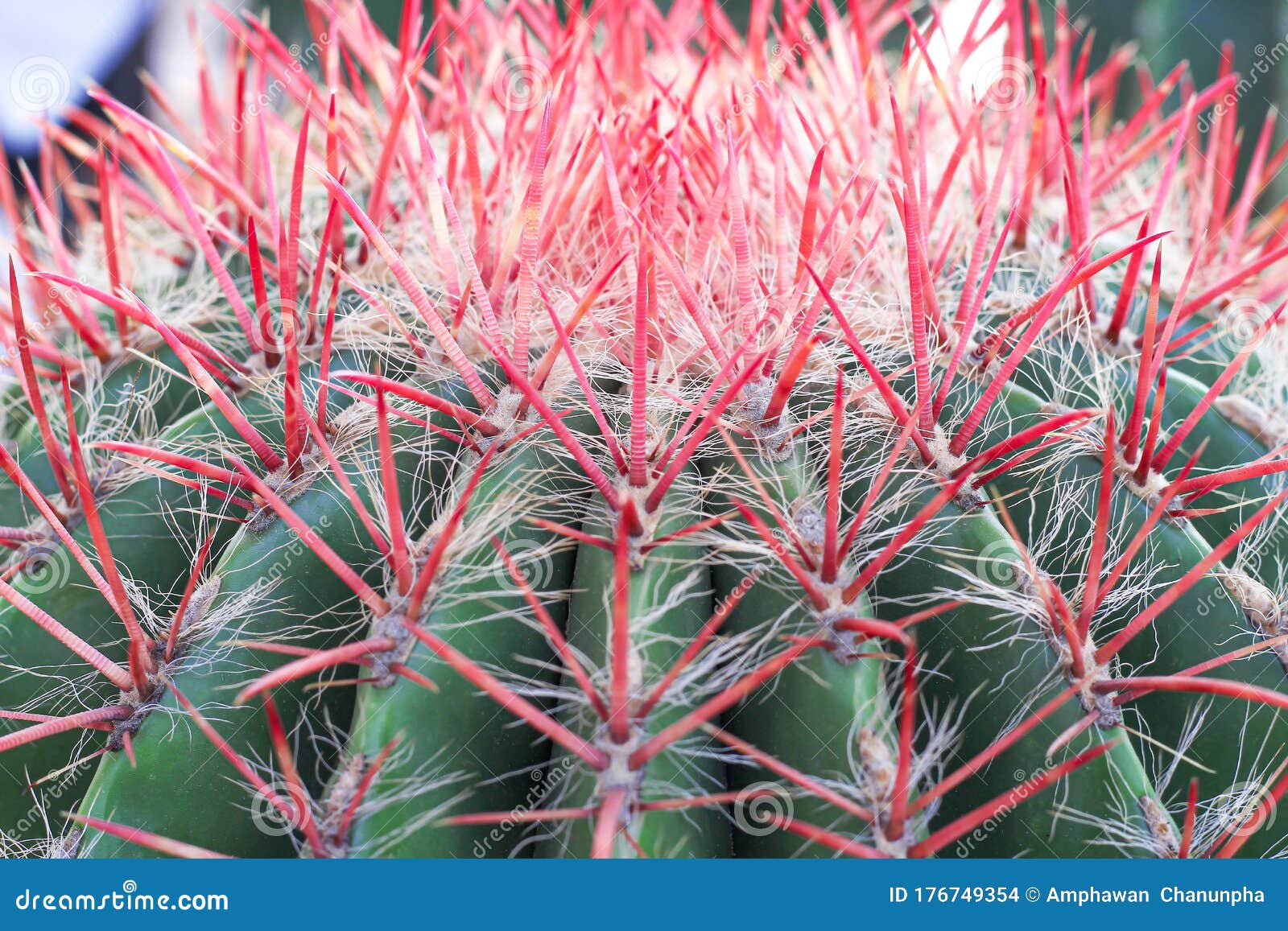 Green Cactus With Long Red Thorn Patterns On Background Stock Photo Image Of Barrel Closeup 176749354