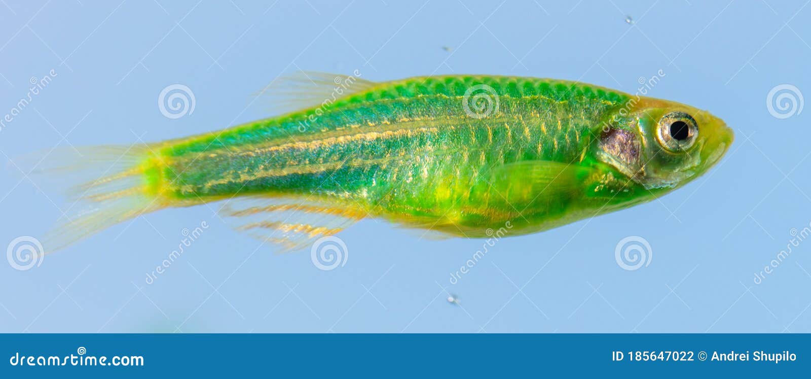 409,007 Green Fish Stock Photos - Free & Royalty-Free Stock Photos from  Dreamstime