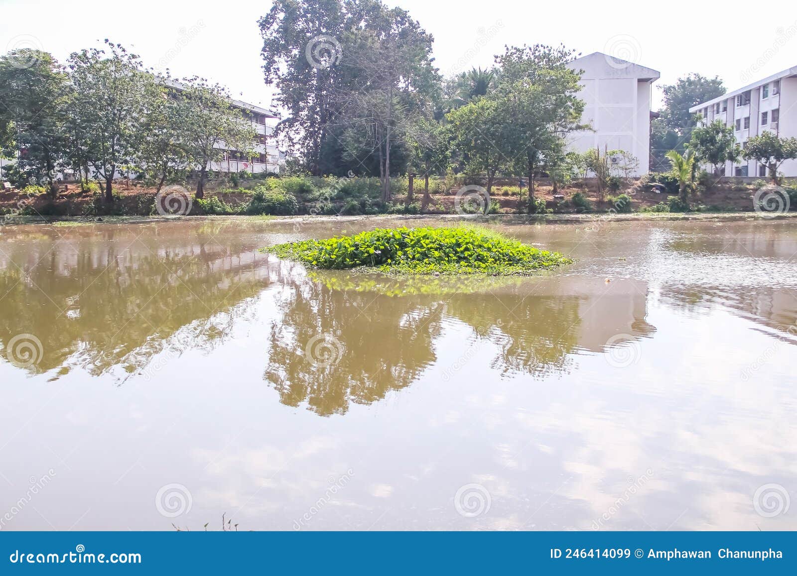 green floating water hyacinth green plants eichornia crassipes in the river background