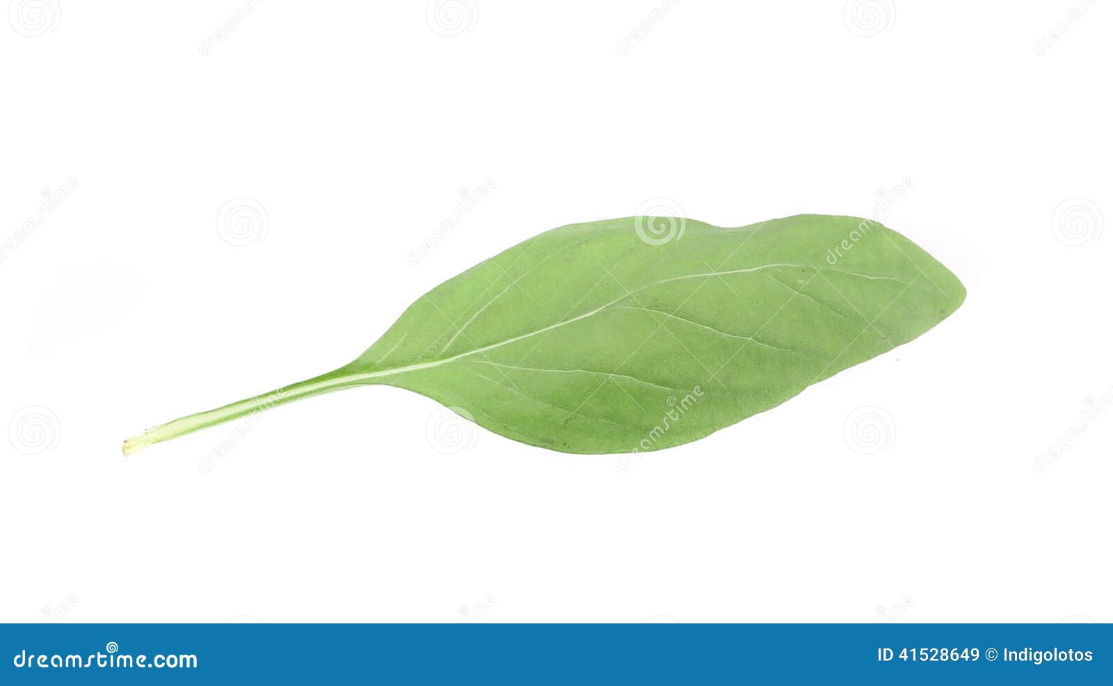 Close Up of Green Fresh Basil. Stock Image Image of food, plant 41528649