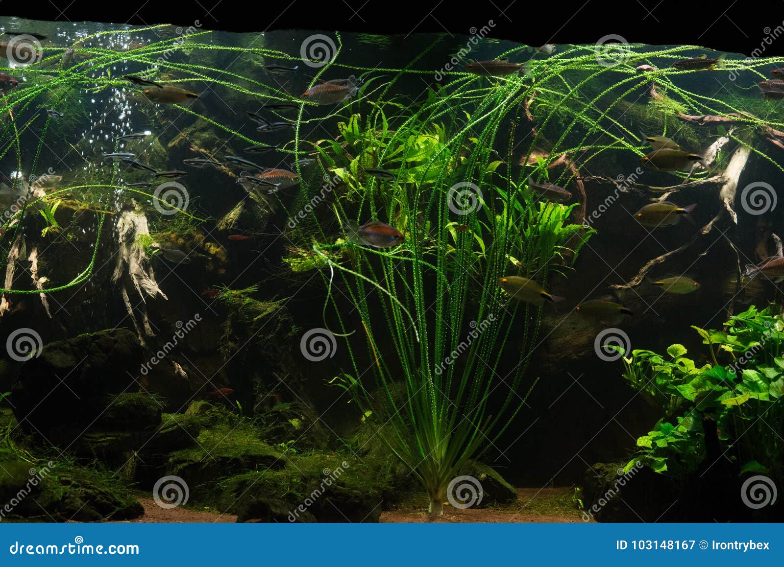 Close Up on Green Fresh Water Aquarium Stock Image Image of garden