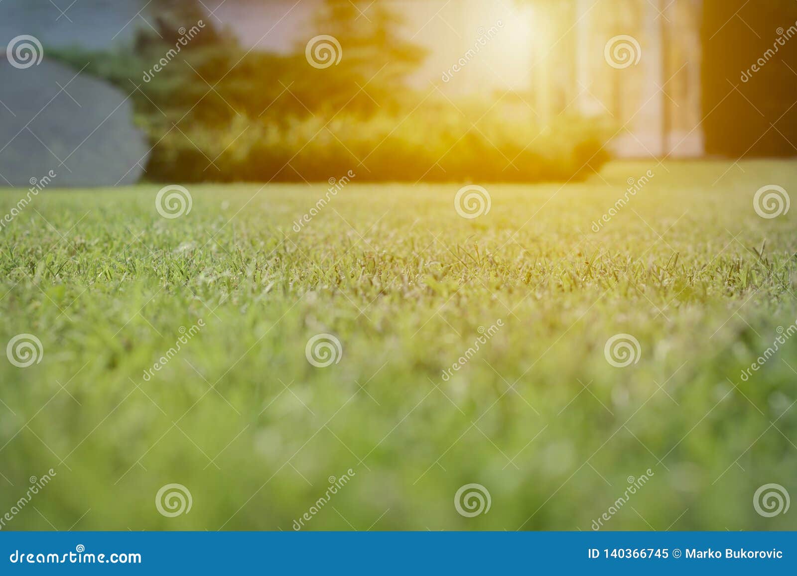 Close Up Green Grass Field with Blur Park Background,Spring and Summer