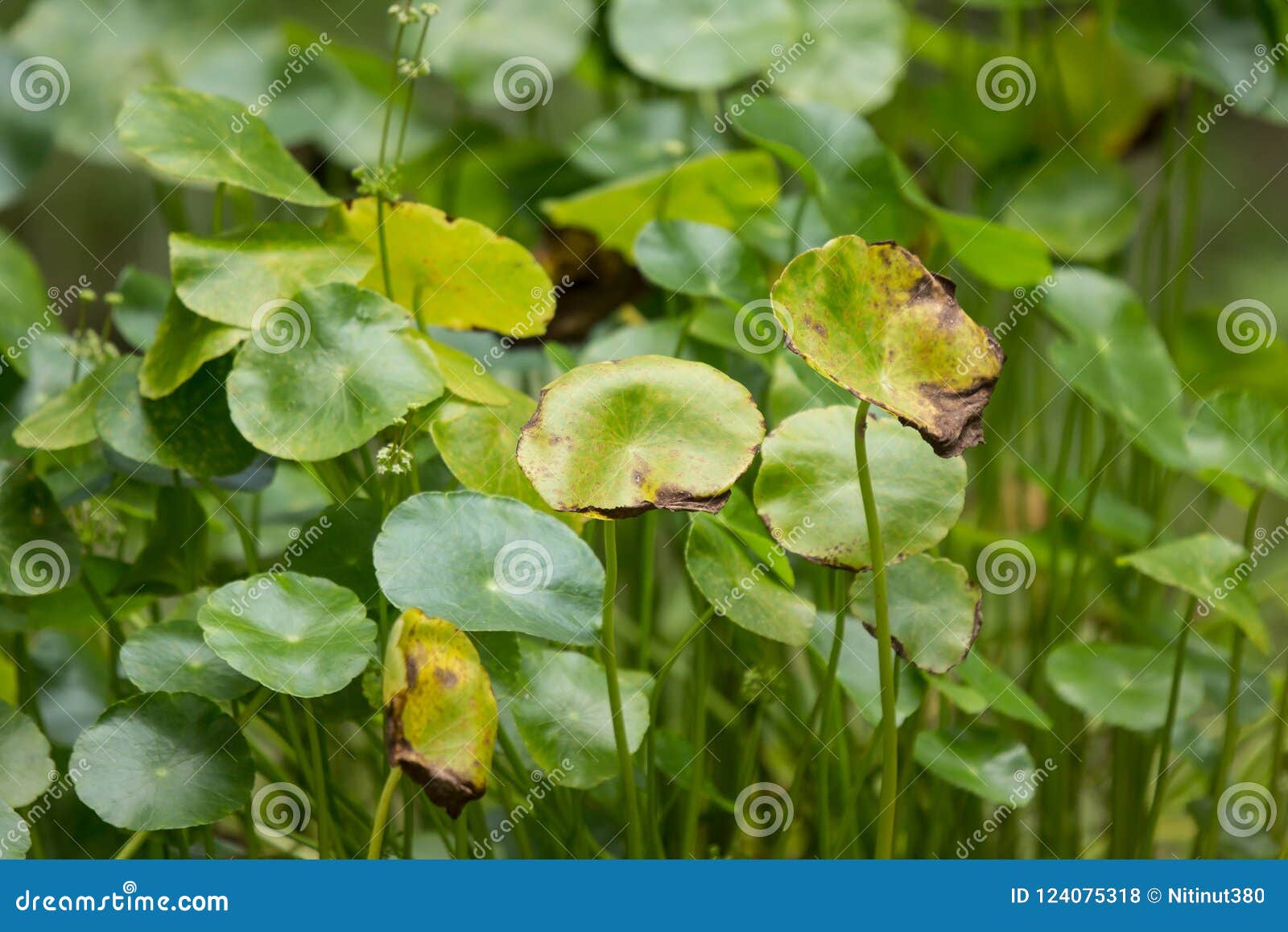 Close Up Green Leaf of Gotu Kola Tree Stock Photo - Image of centella ...