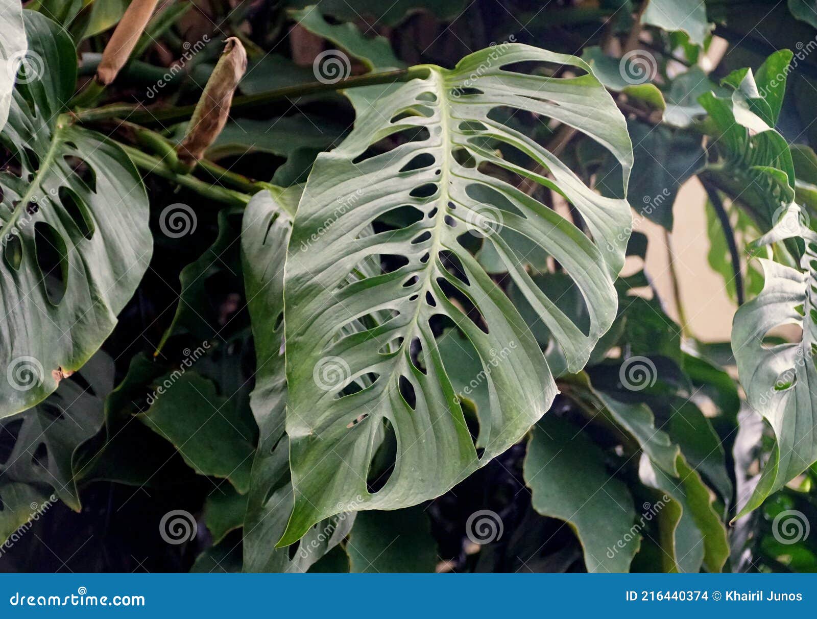 close up of a green leaf of monstera esqueleto