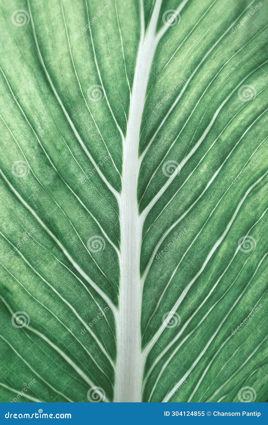 close up of green leaf venation texture, abstract tropical leaf pattern nature and environment  green background