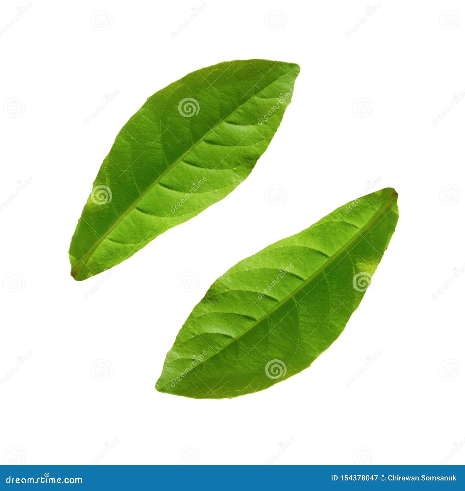 Close Up Green Leaf on White Background Stock Illustration