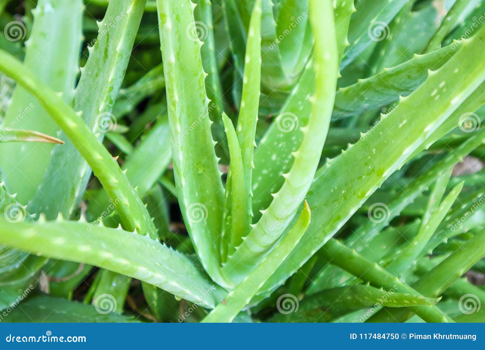 Aloe Vera Plant Herbal Medicine For Skin Care Stock Photo Image