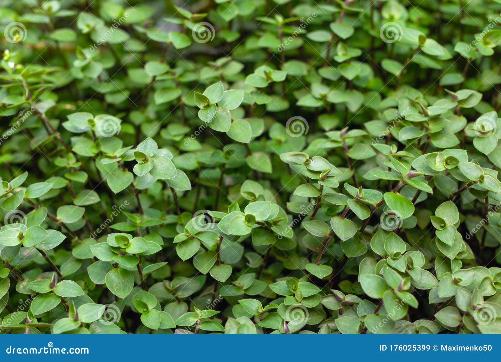 close up of green leaves of callisia repens in garden. turtle vine plant background