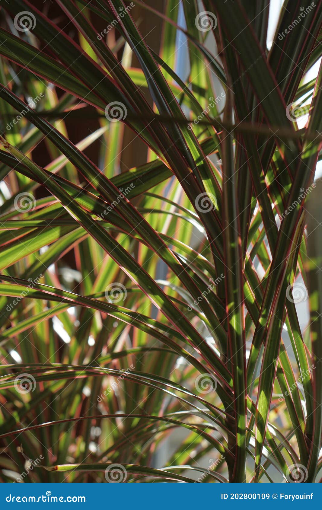 close up of green leaves of dracaena marginata bicolor