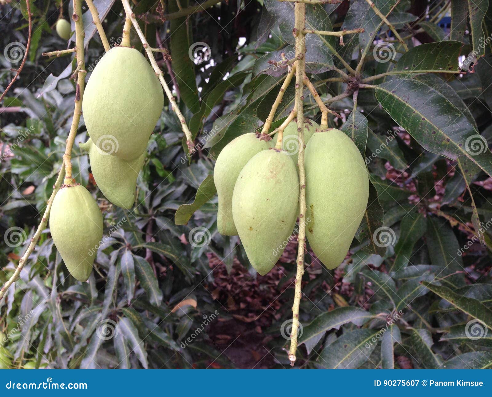 Close Up of Green Mangoes is Growing on Tree Stock Image Image of