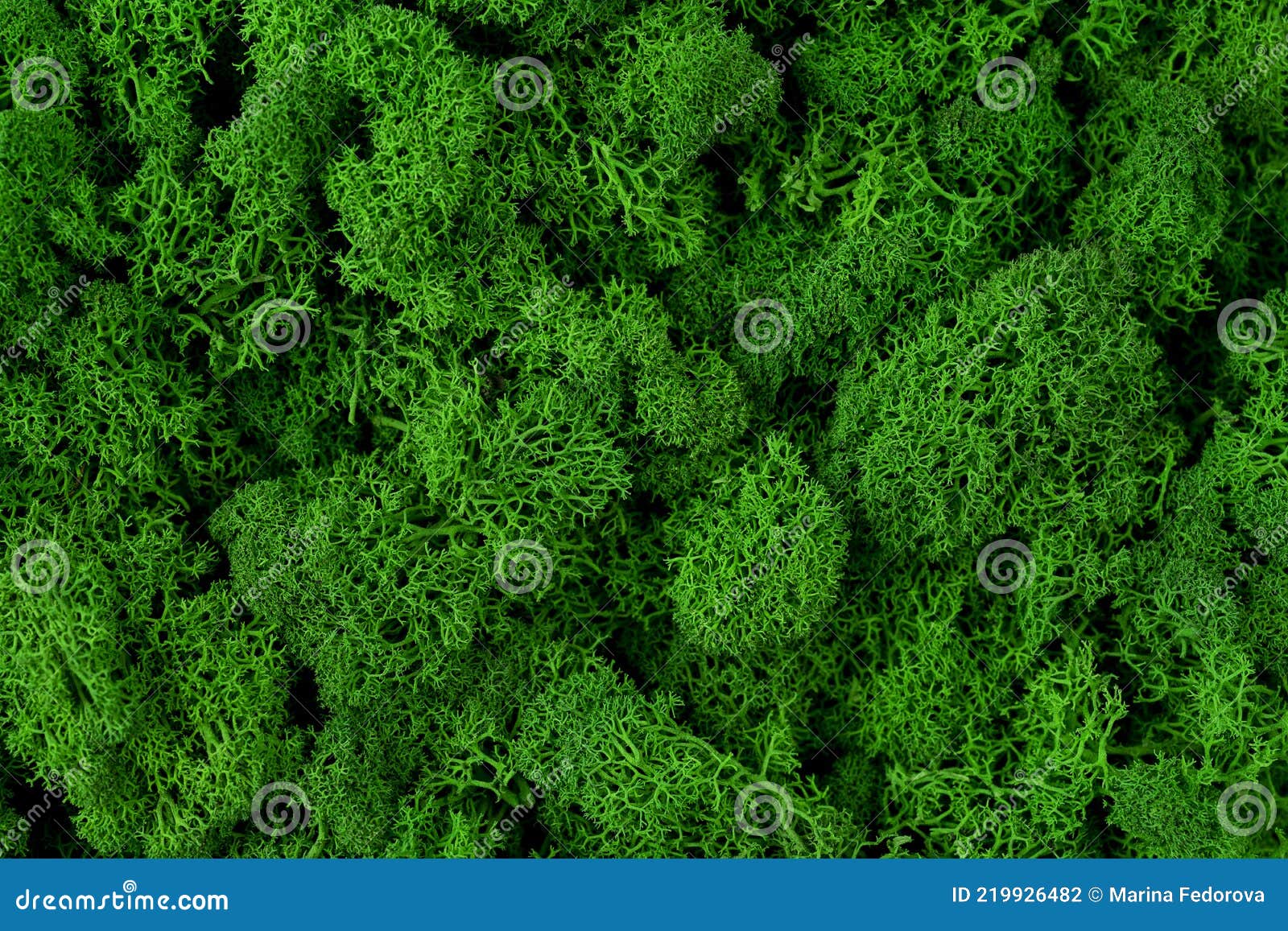 Close Up Green Moss Texture, Background, Nature Plant, Moss Wall Stock  Photo - Image of drink, full: 219926482