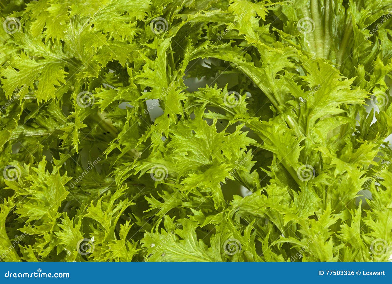 Close Up of Green Mustard Plant Leaves Stock Photo Image of nutrition, food 77503326