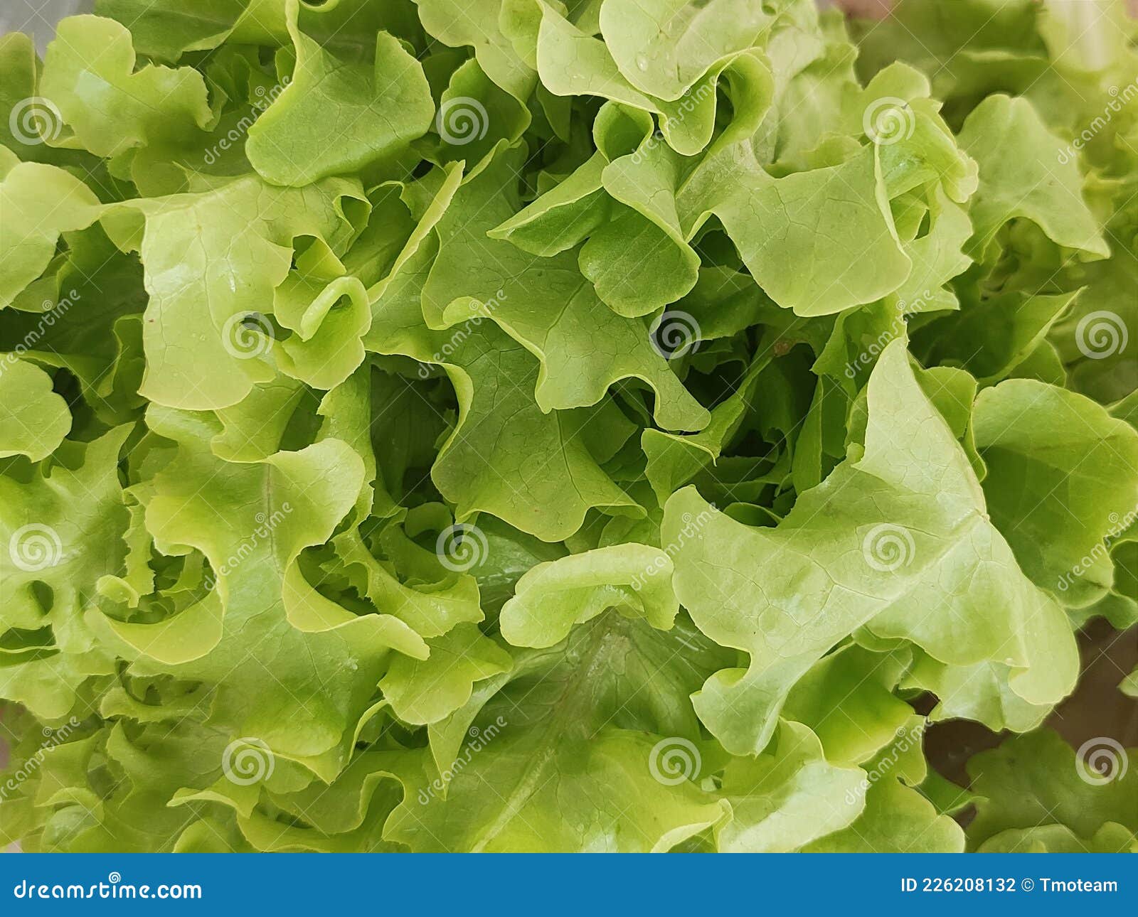 Close Up Green Oak Lettuce. Stock Photo - Image of lettuce, vegeteble ...