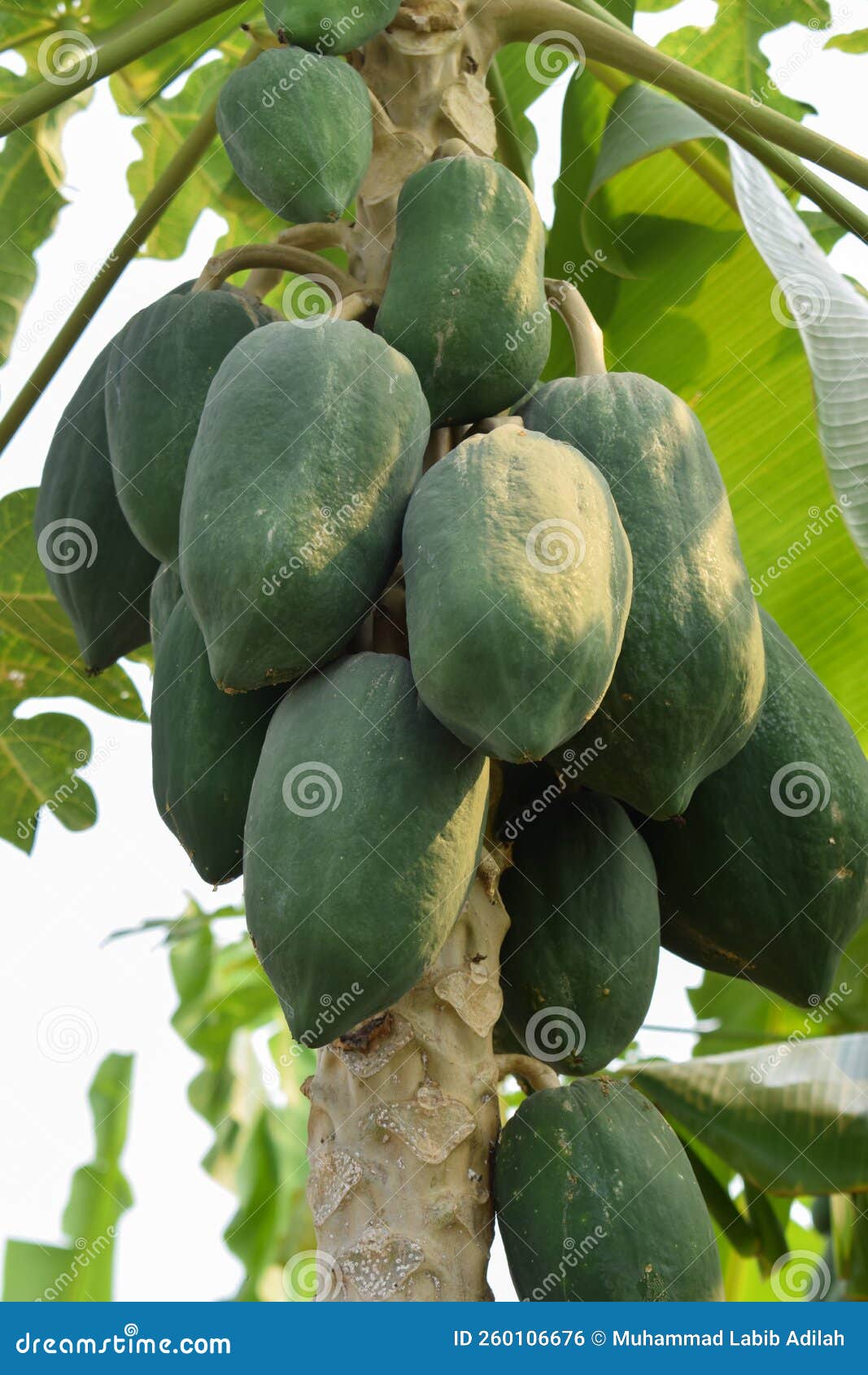 Green Papaya Fruit from Papaya Tree. Stock Photo - Image of growth