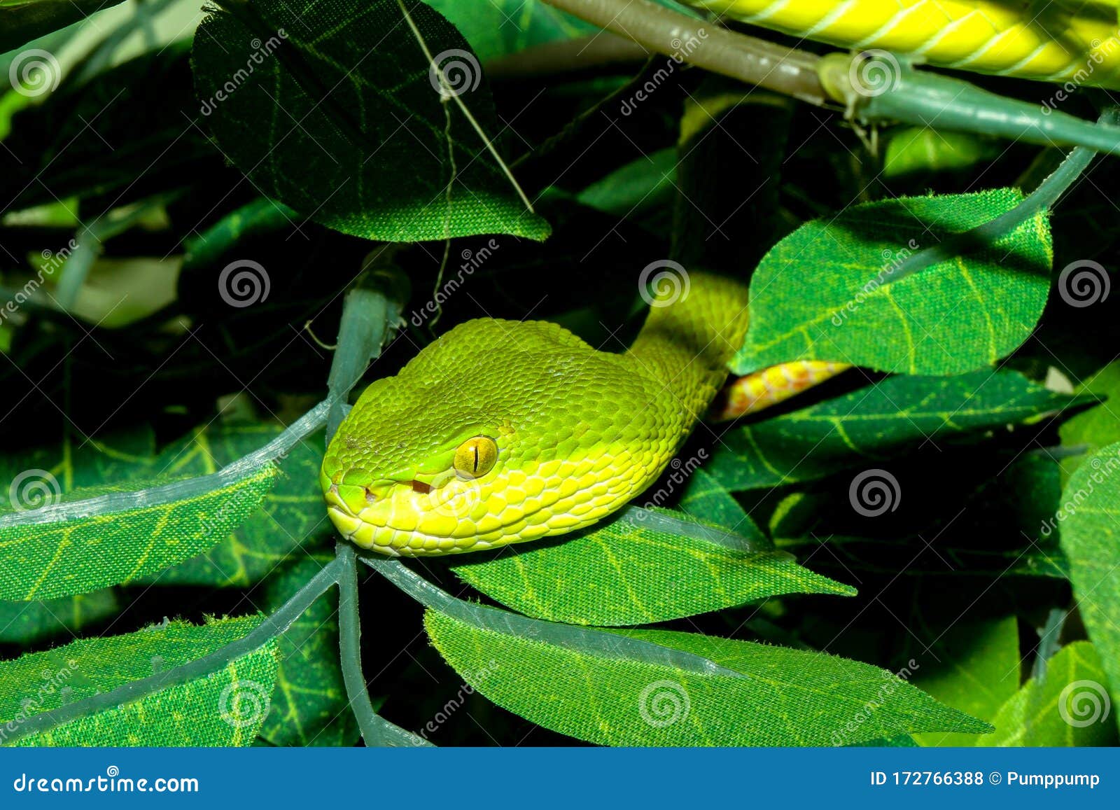 Close Up Green Pit Viper Snake In The Garden At Thailand Stock
