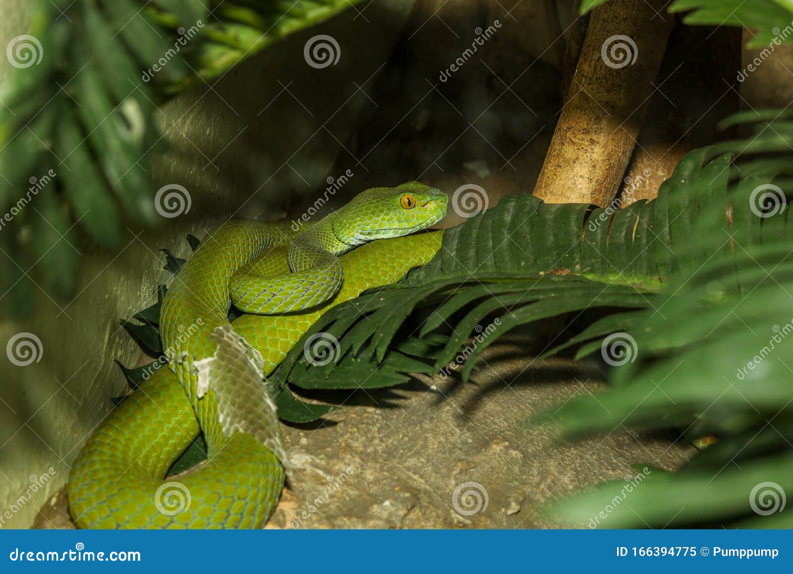 Close Up Green Pit Viper Snake In The Garden At Thailand Stock