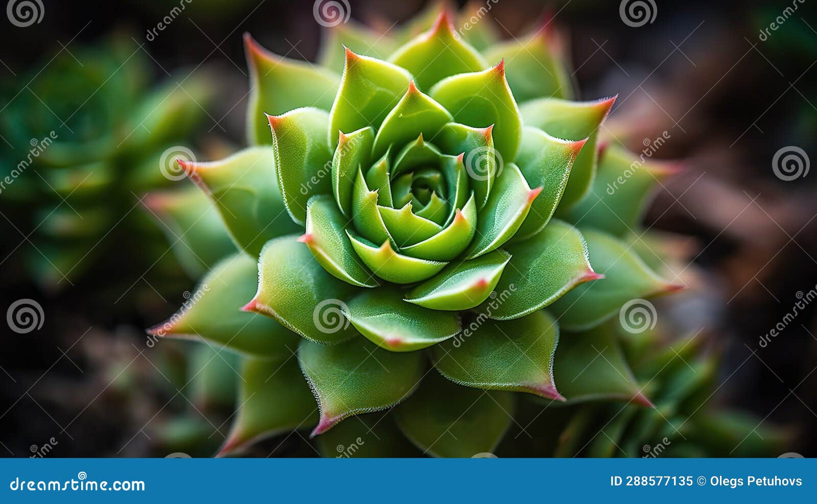 A Close Up of a Green Plant with Red Tips on it Stock Image Image of