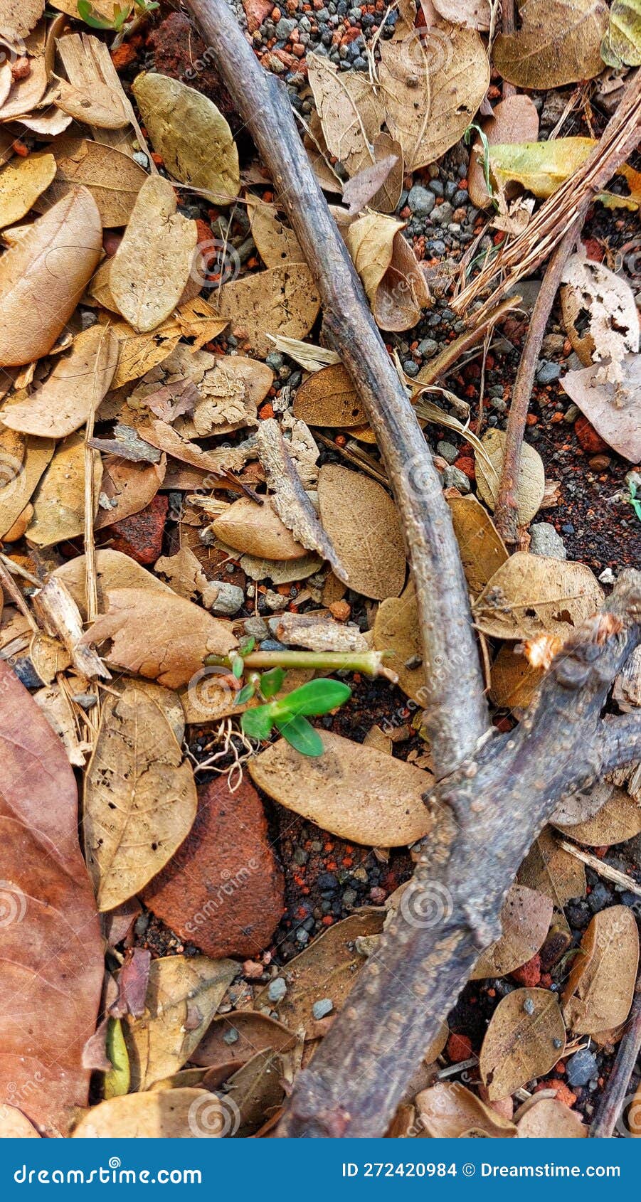Close Up of Green Plants among Dry Leaves Stock Photo Image of plants, leaves 272420984
