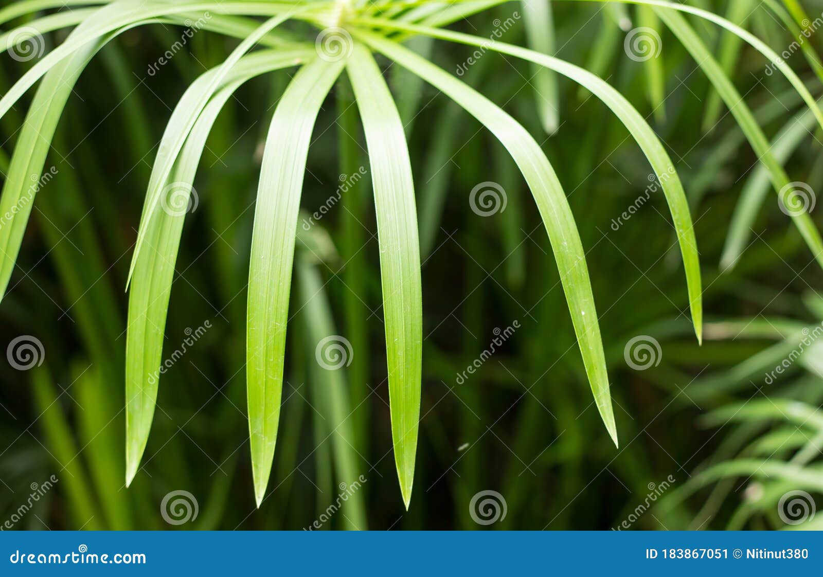 921 Papyrus Tree Photos Free Royalty Free Stock Photos From Dreamstime 921 Papyrus Tree Photos Free Royalty Free Stock Photos From Dreamstime
