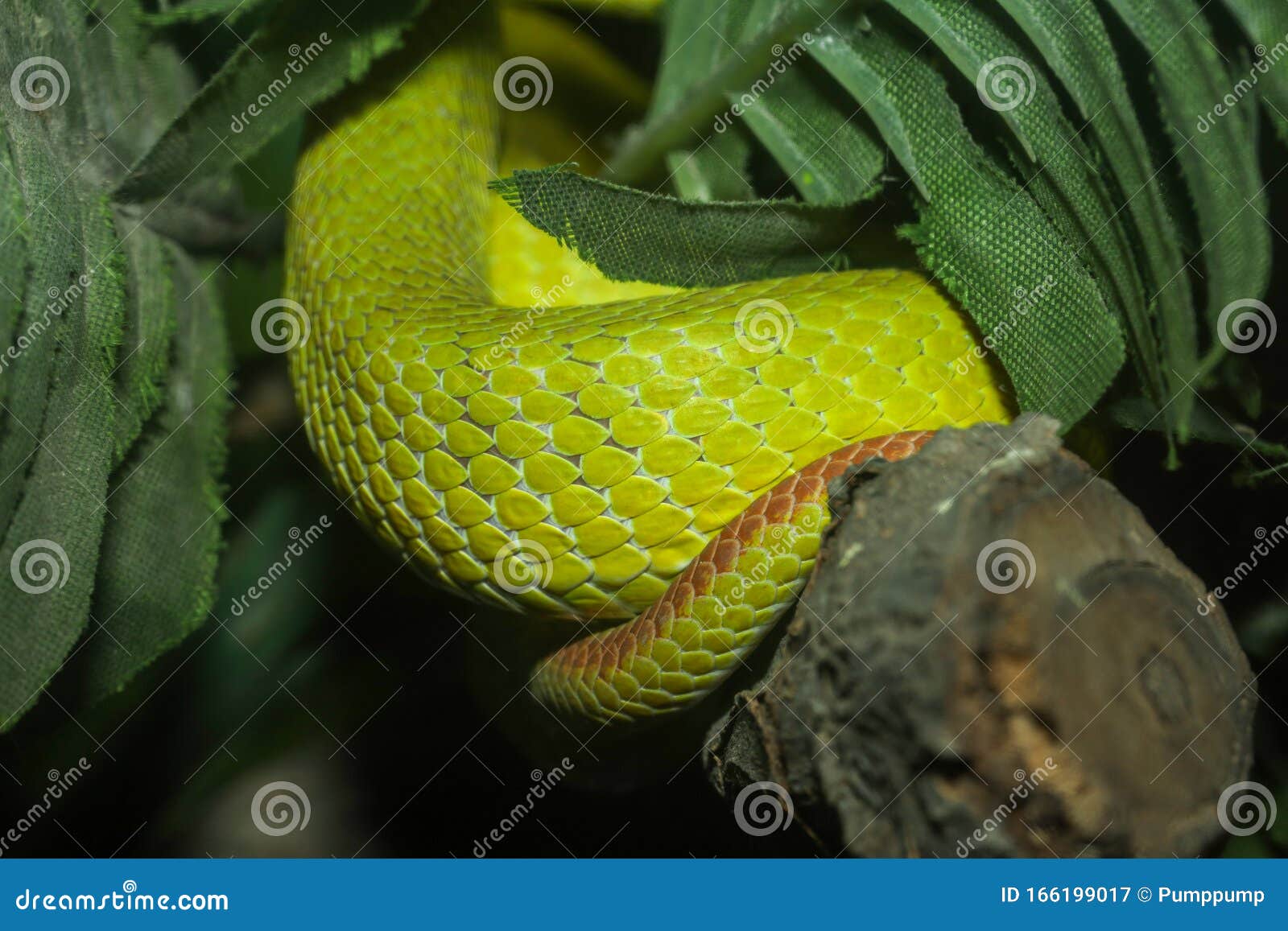 Close Up Green Snake Skin In Garden Stock Image Image Of