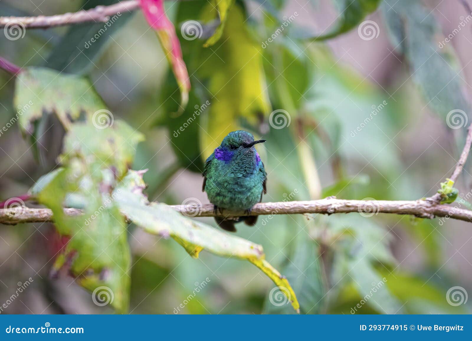 close-up of a green violet-ear hummingbird (colibri thalassinus) in natural habitat