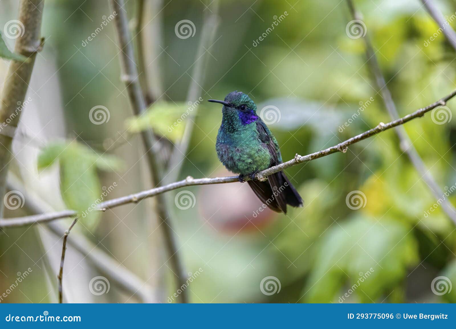 close-up of a green violet-ear hummingbird (colibri thalassinus) or mexican violetear perched on tiny branch